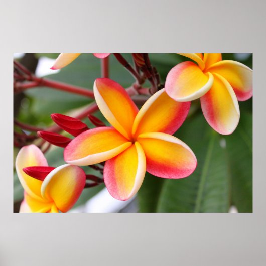 Red and Yellow Plumeria Flowers 3 ポスター (正面)