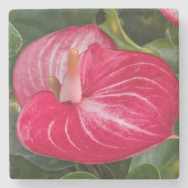 Red Anthurium Bloom Floral ストーンコースター