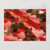 Red Autumn Leaves Nature Photography Personalized ポストカード (正面)