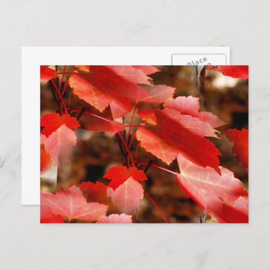 Red Autumn Leaves Nature Photography Personalized ポストカード (正面/裏面)