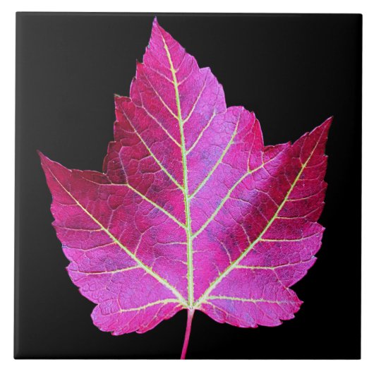 Red Autumn Maple Leaf on Black Background タイル (正面)