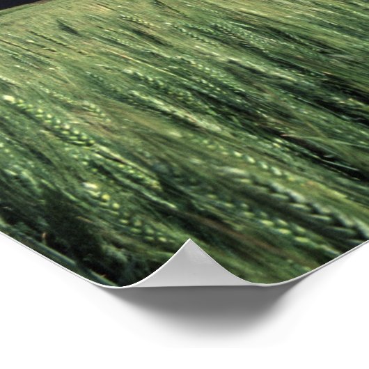 Red barn in wheat & barley field in Whitman ポスター (角)