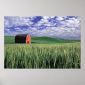 Red barn in wheat & barley field in Whitman ポスター (正面)