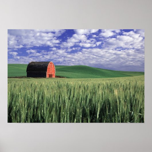 Red barn in wheat & barley field in Whitman ポスター (正面)