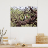 Red-bed Hornbill — SavannahのSentinel ポスター (キッチン)