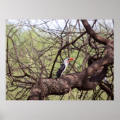 Red-bed Hornbill — SavannahのSentinel ポスター (正面)