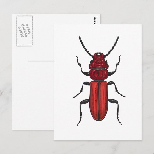 Red beetle ポストカード (正面/裏面)