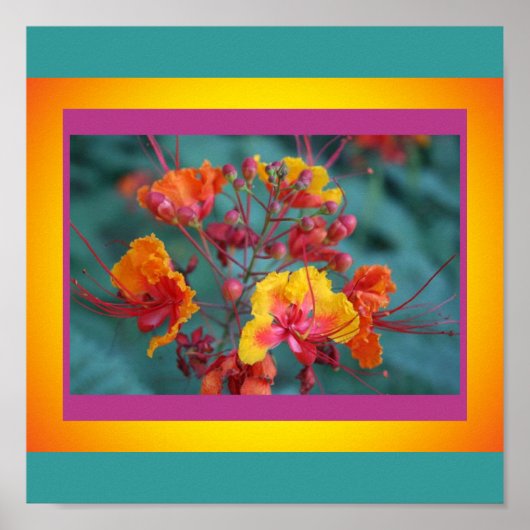 Red Bird of Paradiseポスター ポスター (正面)