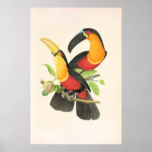 Red-Breasted Toucan Bird ポスター (正面)