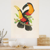 Red-Breasted Toucan Bird ポスター (キッチン)