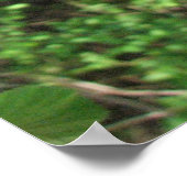 Red Buckeye ポスター (角)