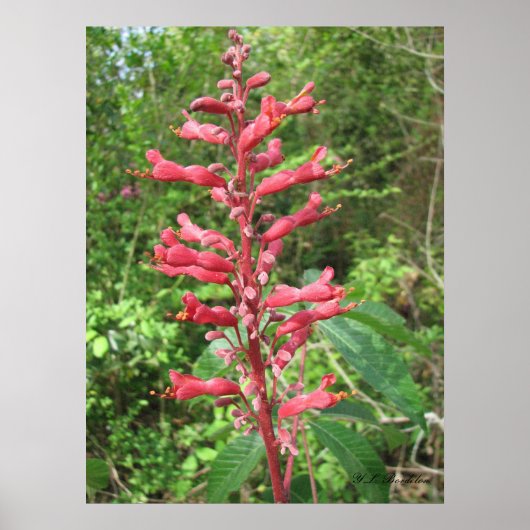 Red Buckeye ポスター (正面)
