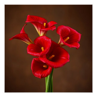 red callas ポスター