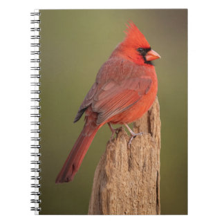 Red Cardinal  ノートブック
