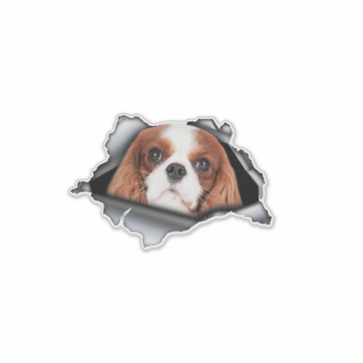Red Cavalier King car decal, Red Cavalier King シール (正面)