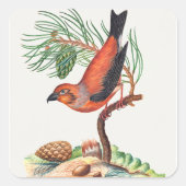 Red Crossbill Bird スクエアシール (正面)