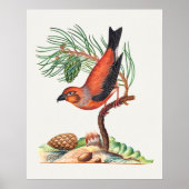 Red Crossbill bird ポスター (正面)