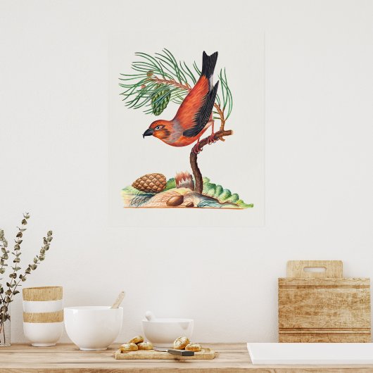 Red Crossbill bird ポスター (キッチン)