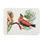 Red Crossbill bird, マグネット (横)