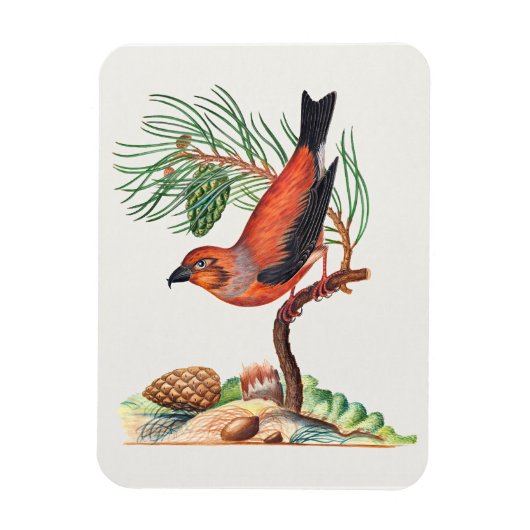 Red Crossbill bird, マグネット (縦)