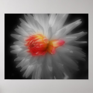 Red Dahlia Flower Partial Color ポスター