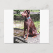 red doberman ポストカード (正面)
