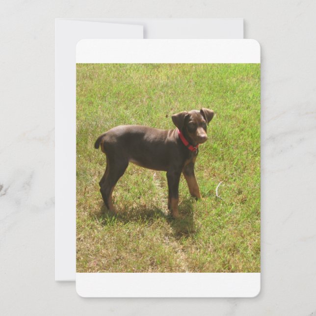 Red_doberman_puppy.png (正面)