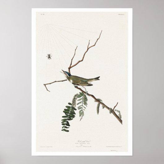 Red-eed Vireo by Audubon Poster ポスター (正面)
