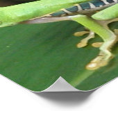 Red Eye Green Tree Frog Print ポスター (角)