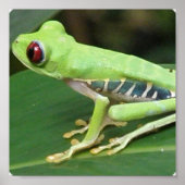 Red Eye Green Tree Frog Print ポスター (正面)