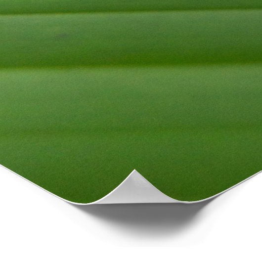 Red Eyed Green Tree Frog ポスター (角)