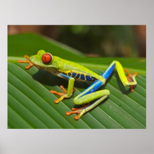 Red Eyed Green Tree Frog ポスター