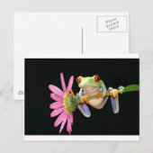 red eyed tree frog ポストカード (正面/裏面)