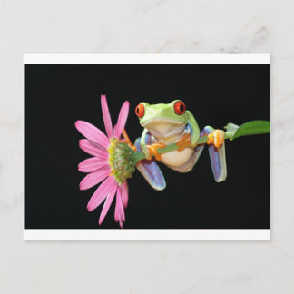 red eyed tree frog ポストカード