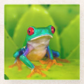 Red-eyed tree frog, Costa Rica ガラスコースター (正面)
