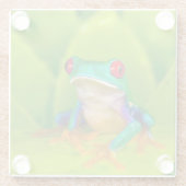 Red-eyed tree frog, Costa Rica ガラスコースター (裏面)