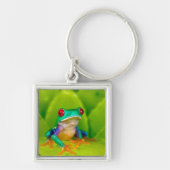 Red-eyed tree frog, Costa Rica キーホルダー (正面)