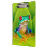 Red-eyed tree frog, Costa Rica クリップボード (左)
