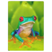 Red-eyed tree frog, Costa Rica クリップボード (裏面)