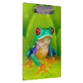 Red-eyed tree frog, Costa Rica クリップボード (右)