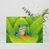 Red-eyed tree frog, Costa Rica サンキューカード (スタンド正面)