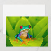 Red-eyed tree frog, Costa Rica サンキューカード (正面/裏面)