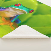 Red-eyed tree frog, Costa Rica シェルパブランケット (3/4)