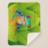 Red-eyed tree frog, Costa Rica シェルパブランケット (正面)