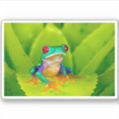 Red-eyed tree frog, Costa Rica シール (正面)