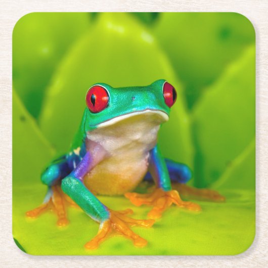 Red-eyed tree frog, Costa Rica スクエアペーパーコースター (正面)