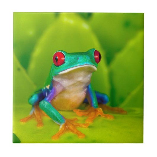 Red-eyed tree frog, Costa Rica タイル (正面)