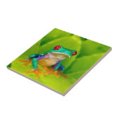 Red-eyed tree frog, Costa Rica タイル (側面)