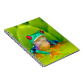 Red-eyed tree frog, Costa Rica ノートブック (右側)