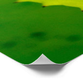 Red-eyed tree frog, Costa Rica ポスター (角)